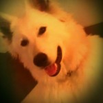 Gijs